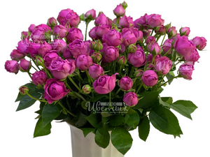 Мисти Баблс/розы пионовидные
